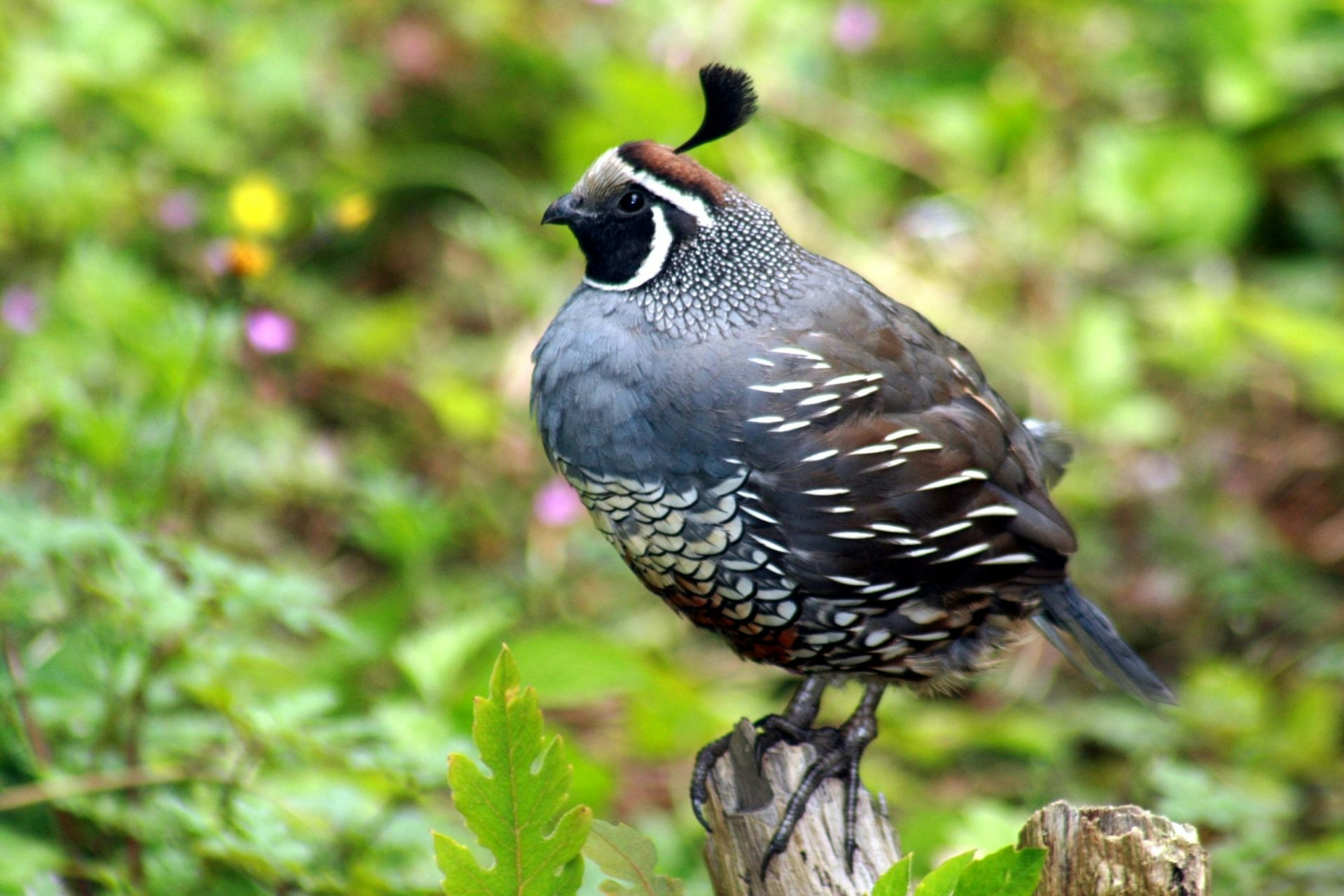 May contain: animal, bird, and quail