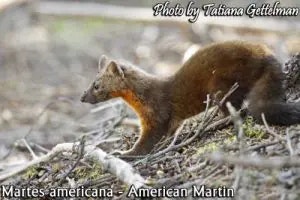 American martin