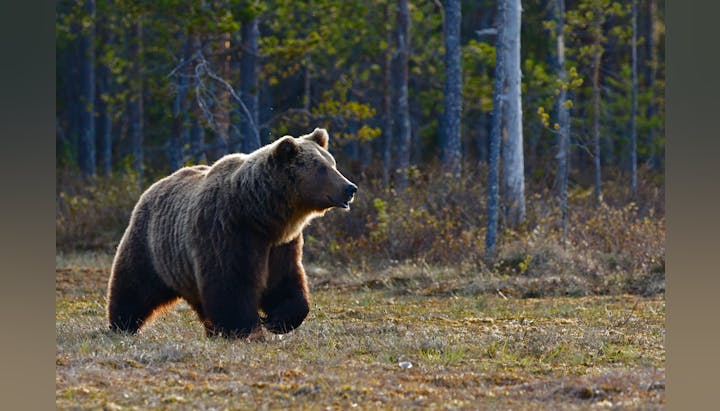 May contain: animal, bear, mammal, wildlife, brown bear, plant, and tree
