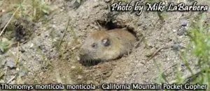 gopher