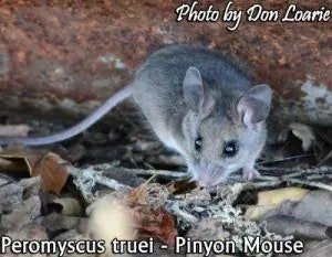 mouse