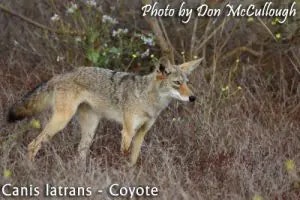 coyote