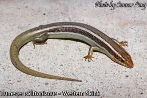skink