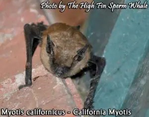 myotis, bat