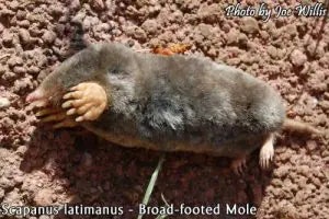 mole