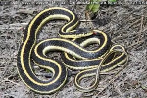 snake
