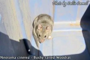 woodrat