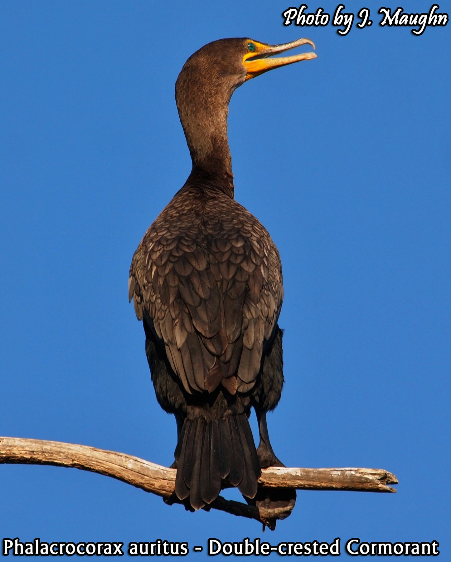 May contain: animal, bird, cormorant, waterfowl, and beak