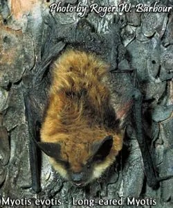 bat