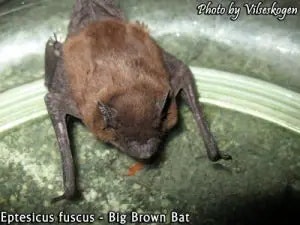bat