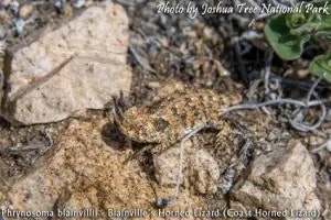 lizard