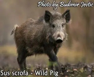 wild pig