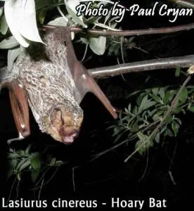 bat