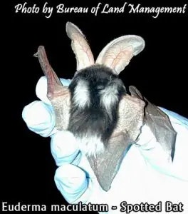 bat