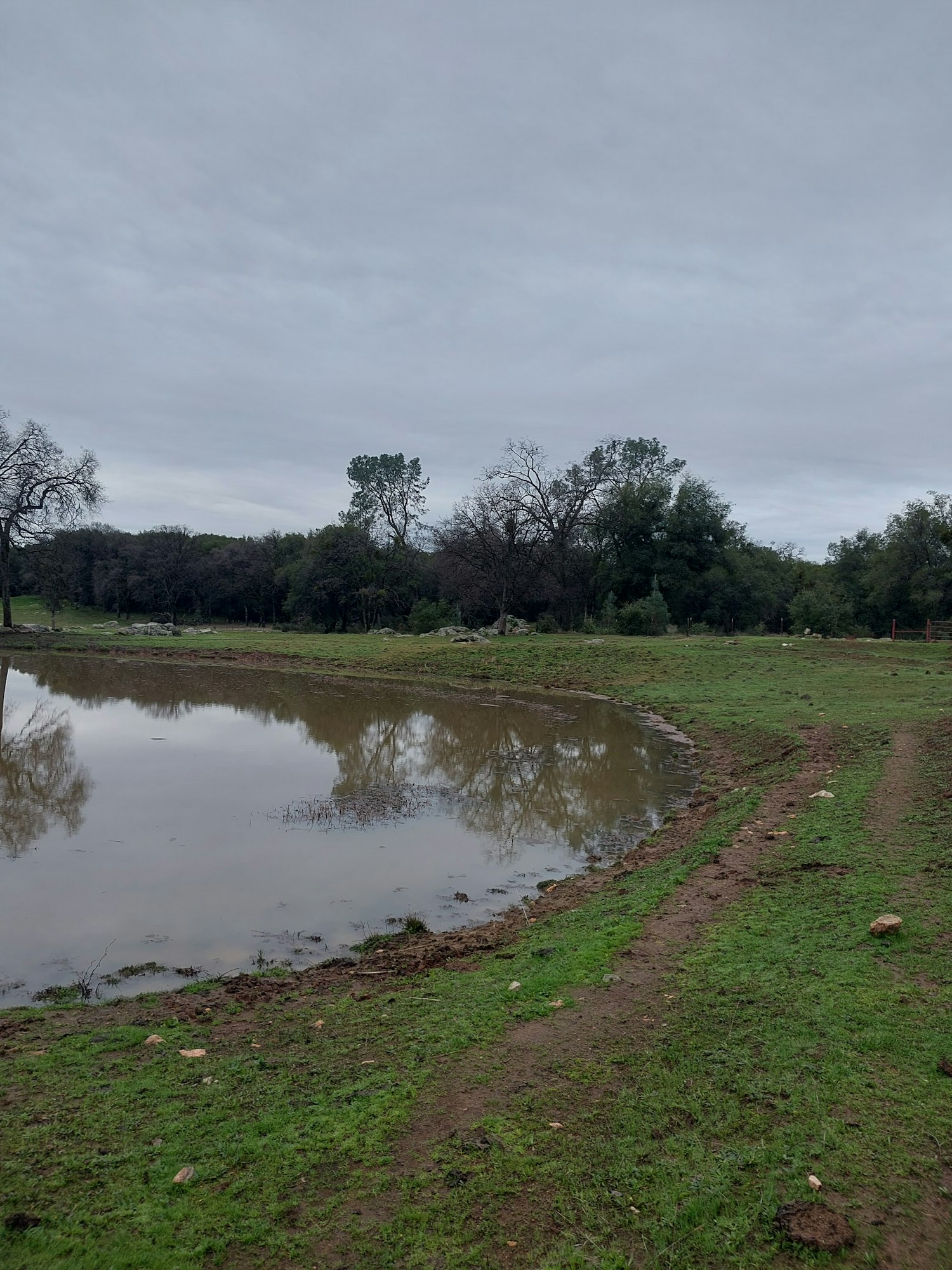Puddle in a field with trees, on a cloudy day. (Image is rotated 90 degrees counterclockwise)
