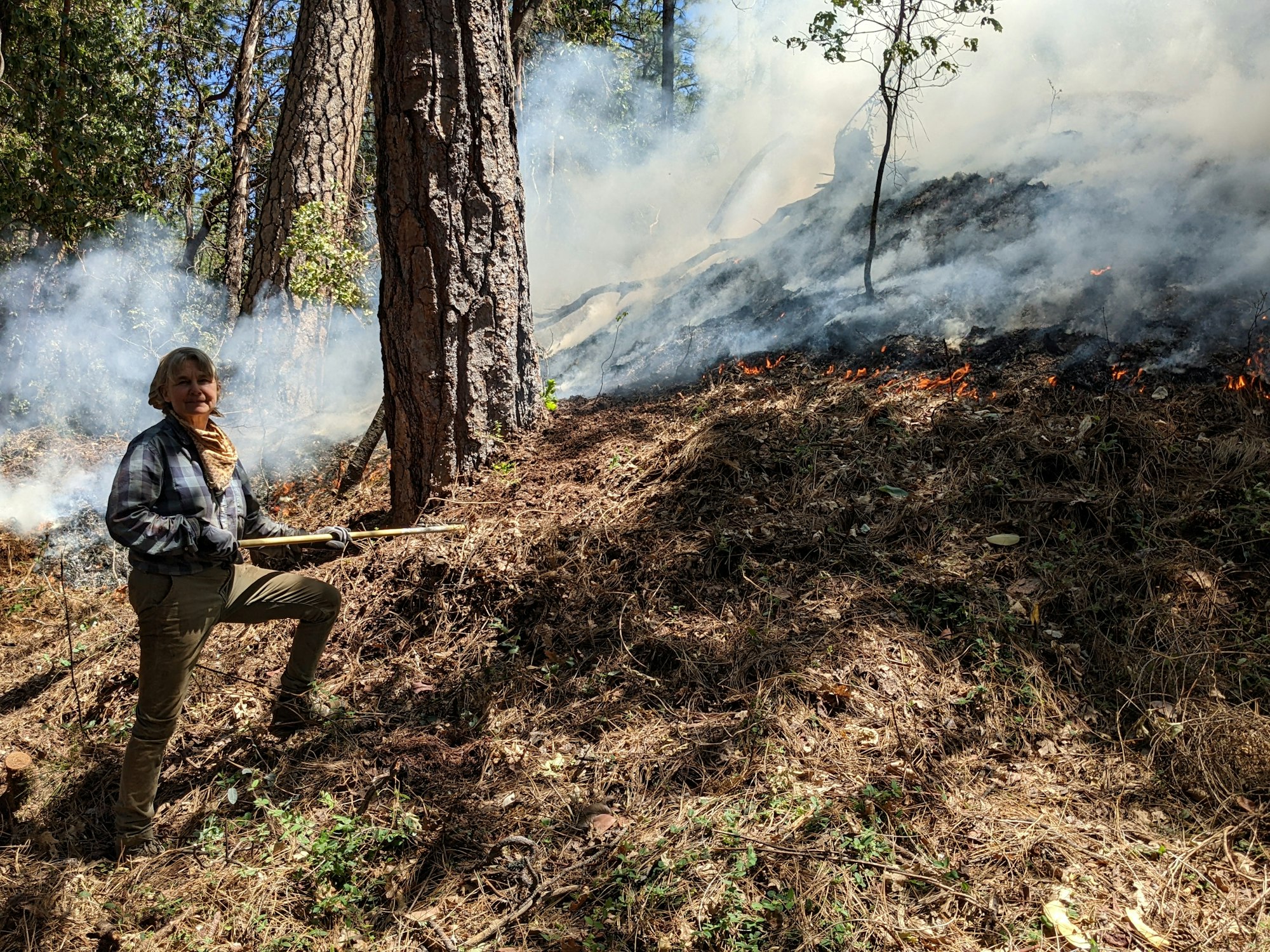 A person stands near a forest fire, using a tool to manage flames and smoke among trees and dry foliage.