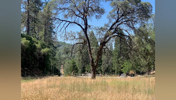 A grassy area with a large tree in the foreground, surrounded by tall trees, a dirt road, and a clear blue sky.