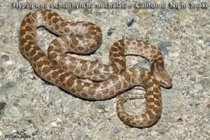 snake