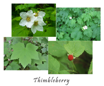 May contain: berry, food, fruit, plant, produce, raspberry, and leaf