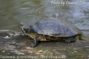 turtle, red-eared slider