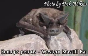 bat