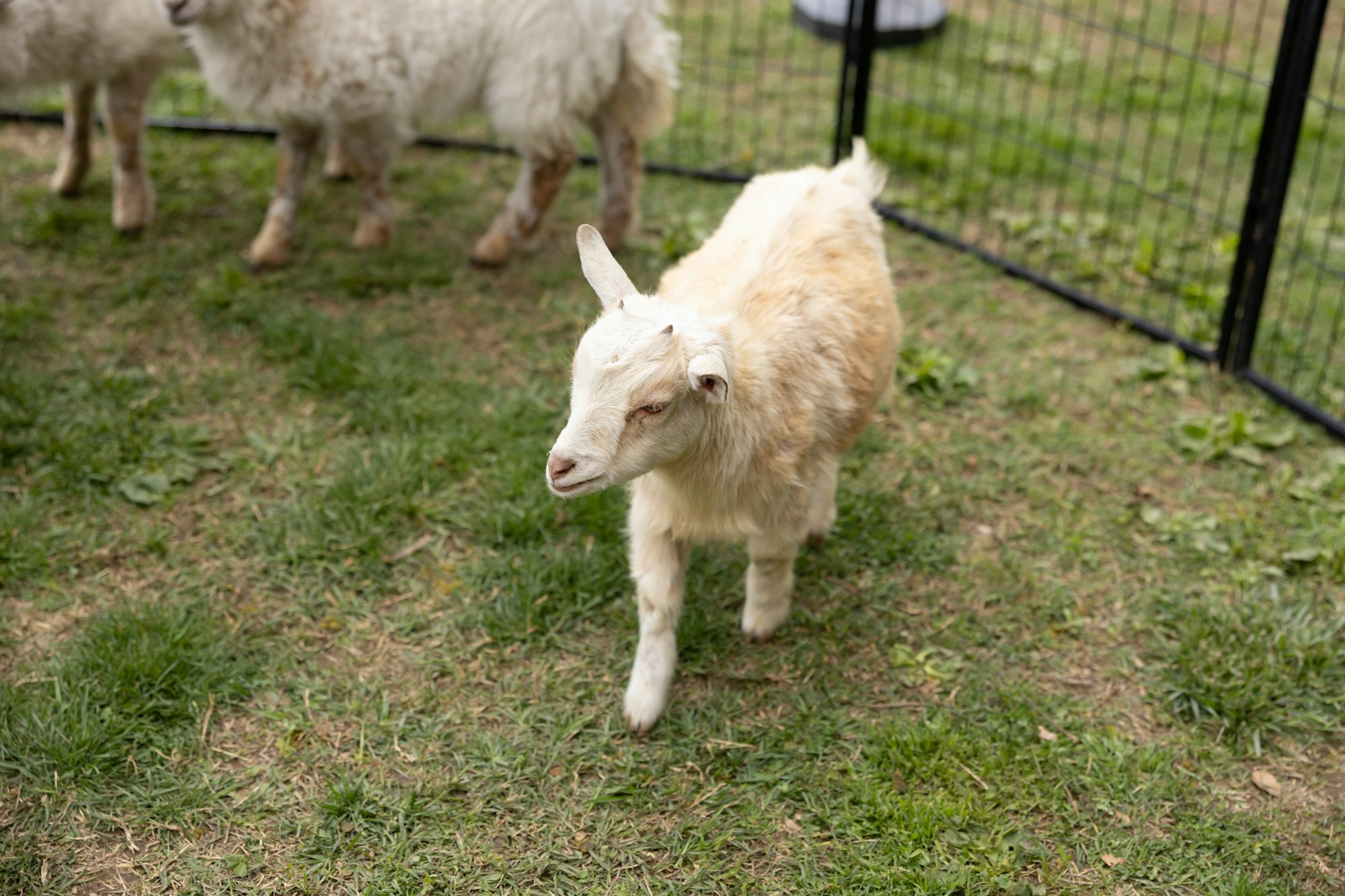 A young goat standing on grass, enclosed by a metal fence, with other goats in the background.