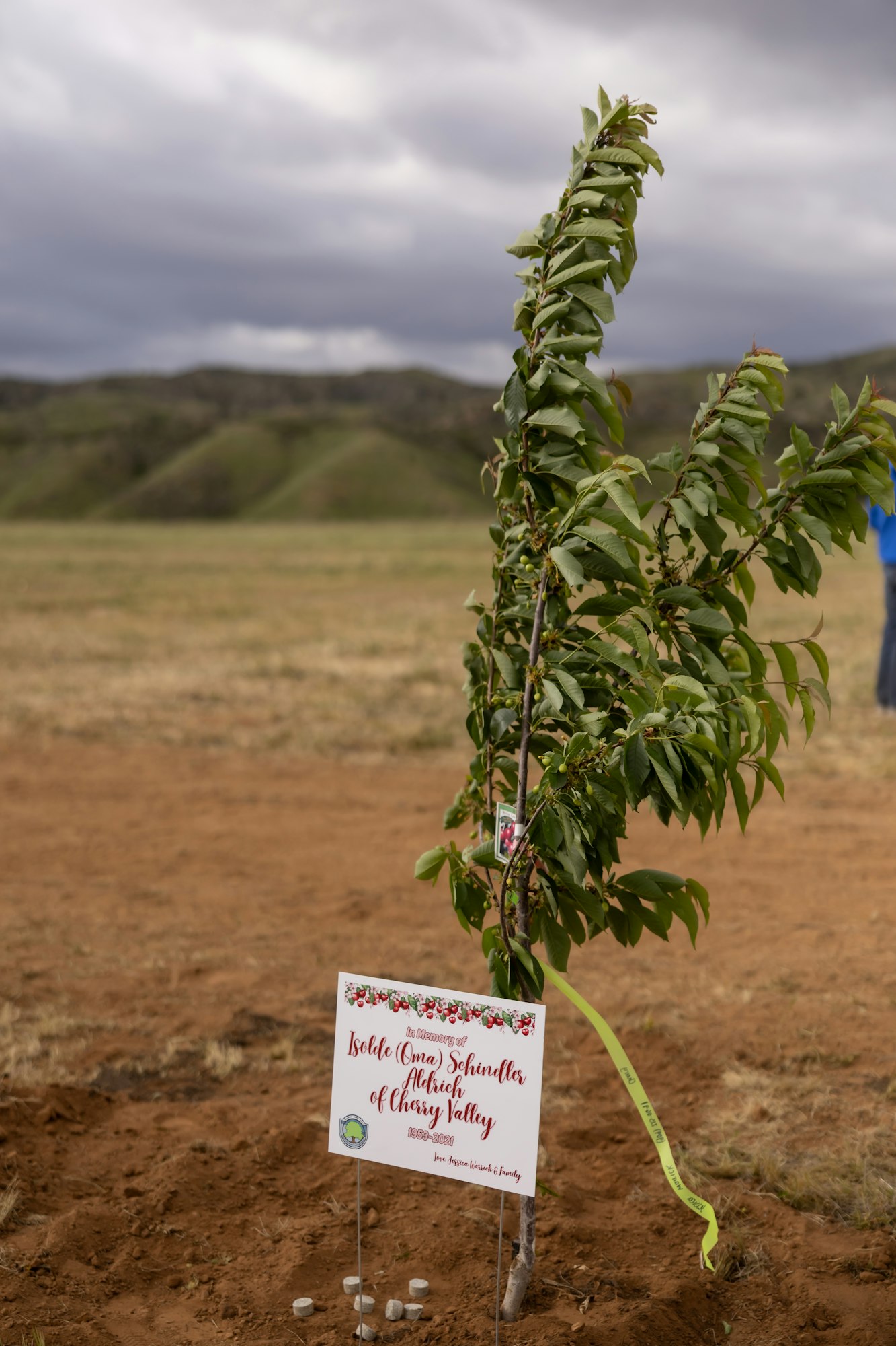 A young tree with a memorial sign planted in a grassy landscape under a cloudy sky.