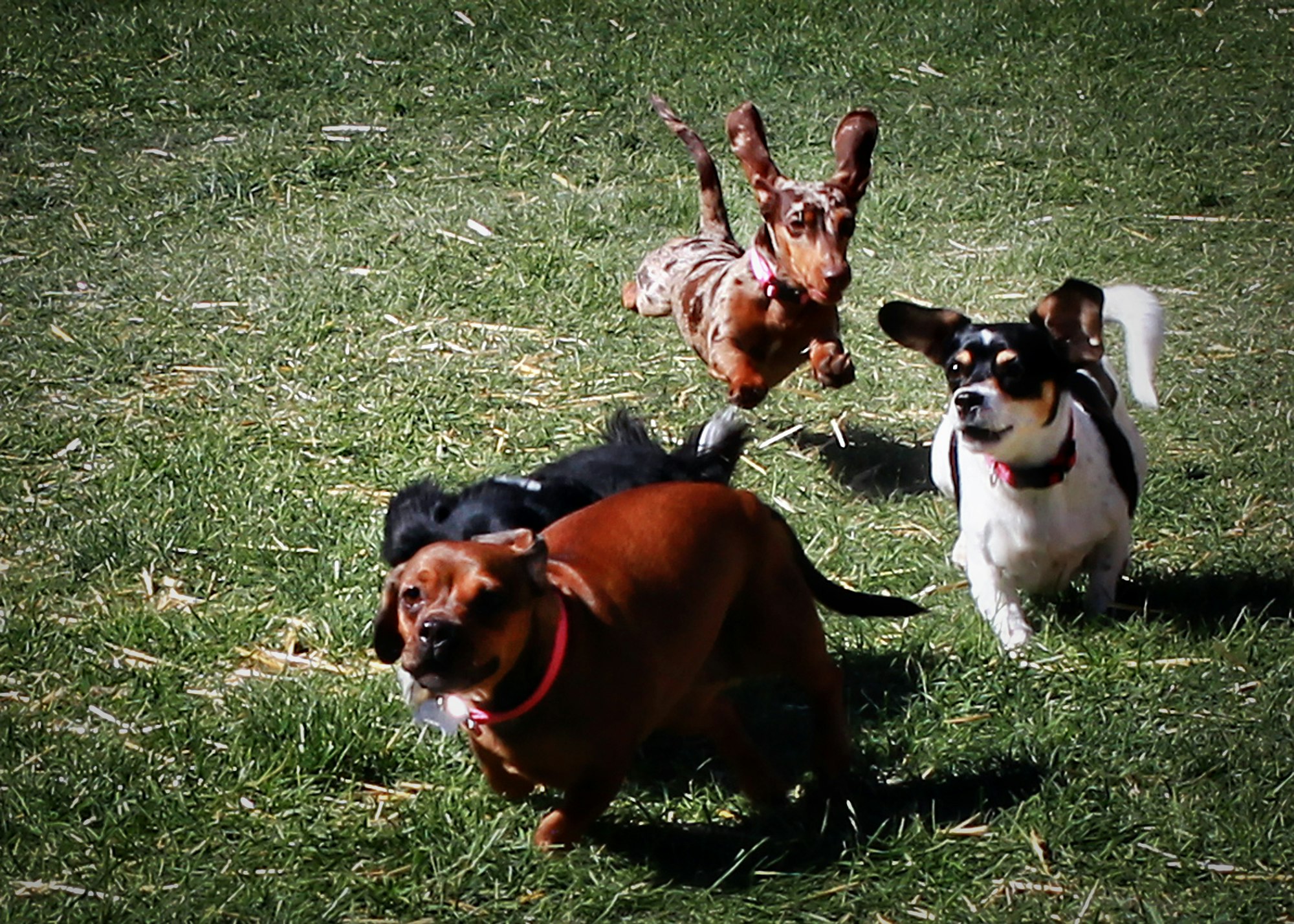 Four dogs running energetically on grass.