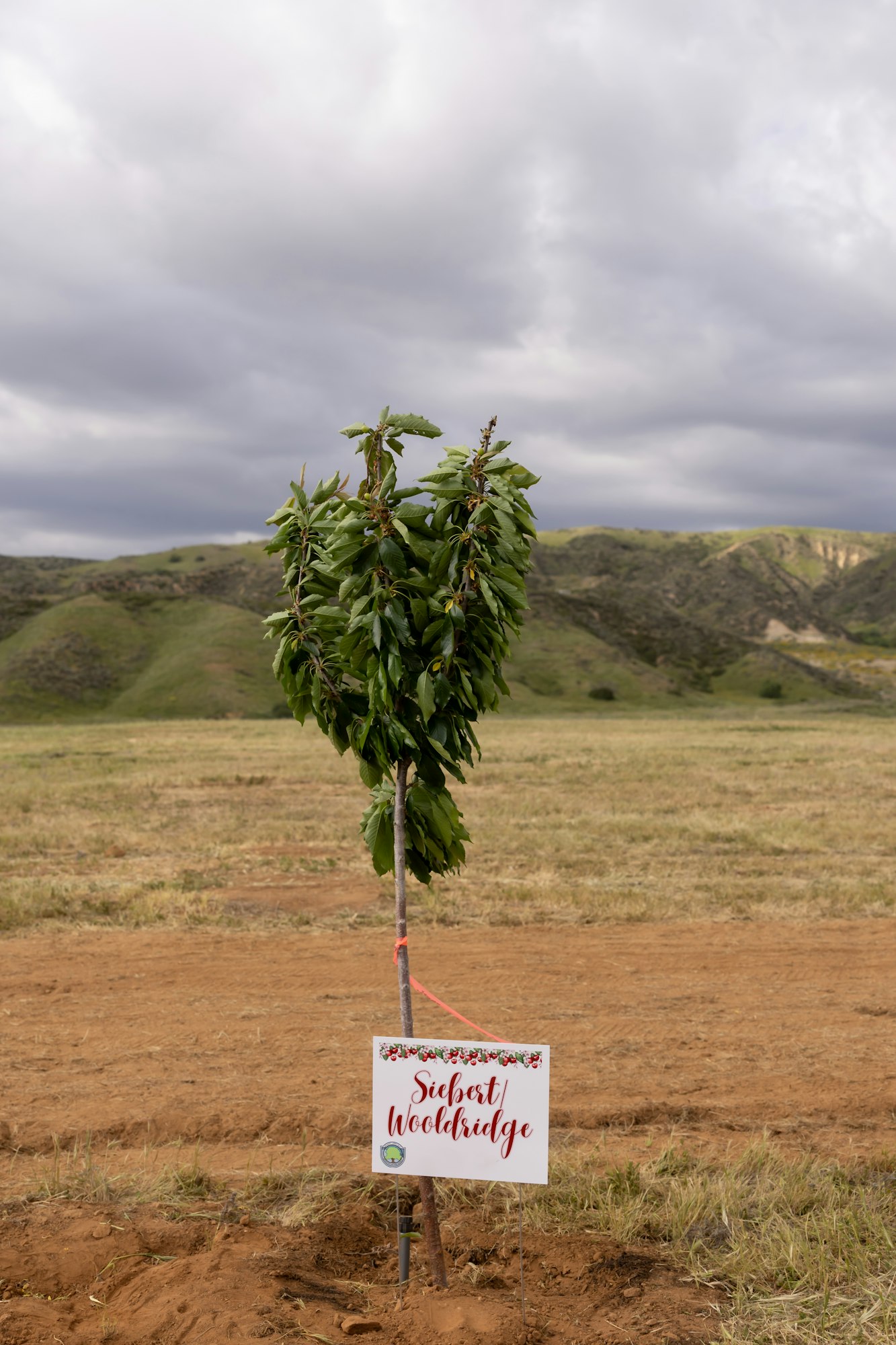 A young tree in a field with a sign reading "Seibert Wooldridge," against a backdrop of hills and cloudy sky.