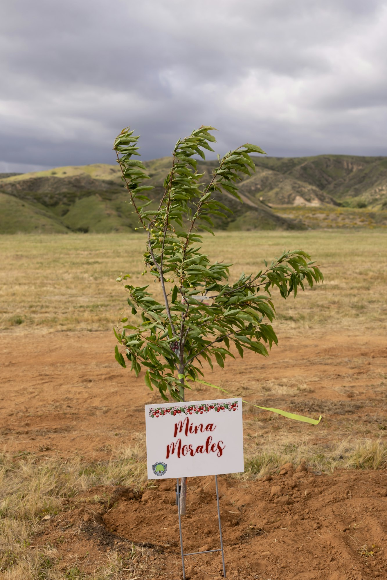 A young tree in a field with a sign reading "Mina Morales" in front of hills under a cloudy sky.