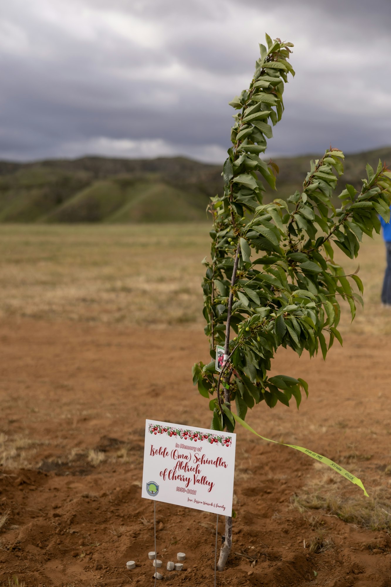 A small tree with a memorial sign in a field under a cloudy sky.