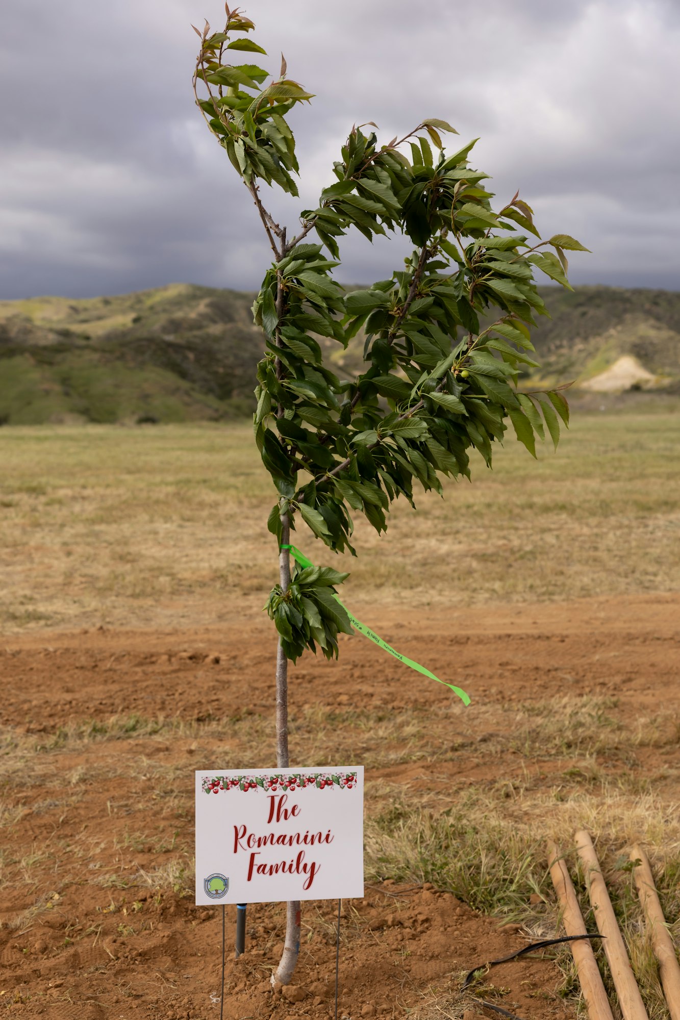A tree with heart-shaped leaves and a sign reading "The Romanini Family" stands in a field with rolling hills in the background.