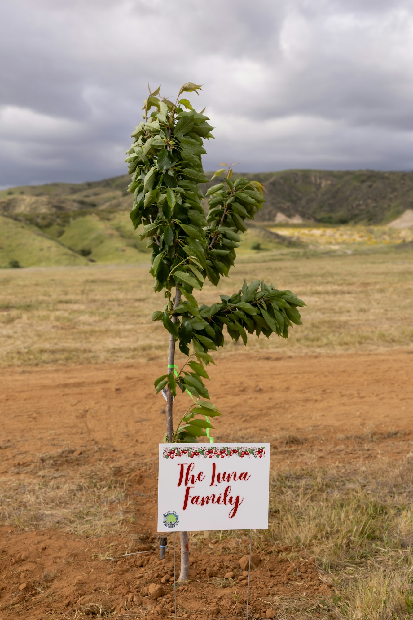 A young tree with a sign reading "The Luna Family" in a hilly landscape.