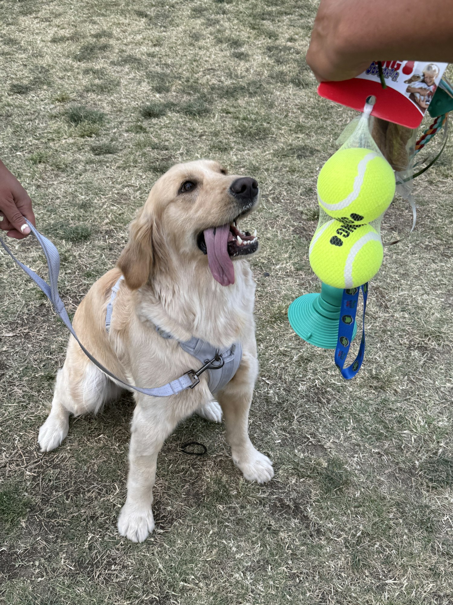 A happy dog on a leash looking at tennis balls being offered by a person on grass.