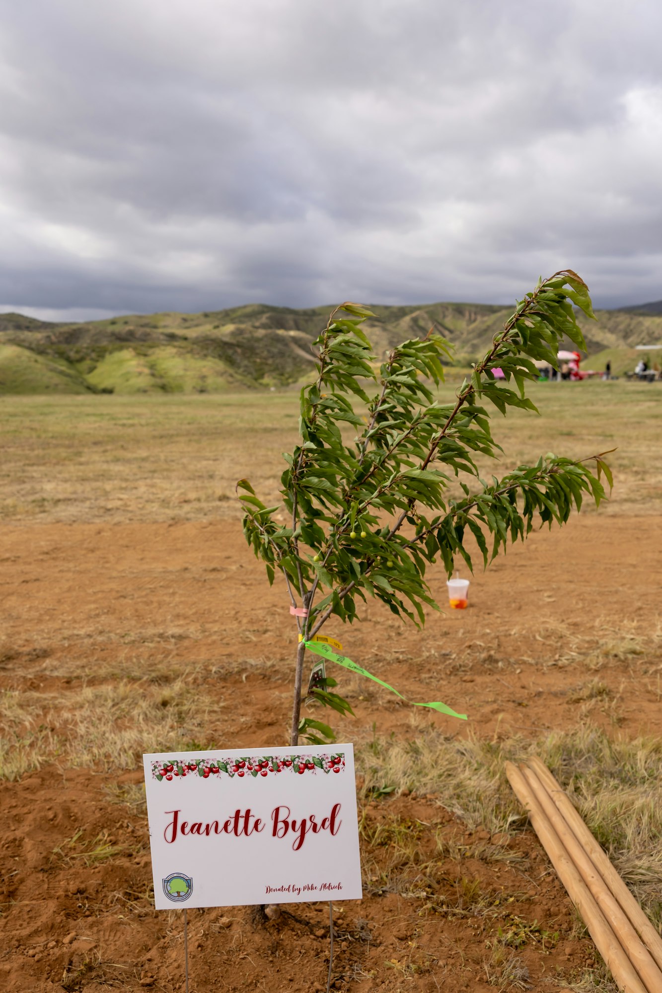 A small tree planted in a field, with a sign reading "Jeanette Byrd," and hilly landscape in the background.