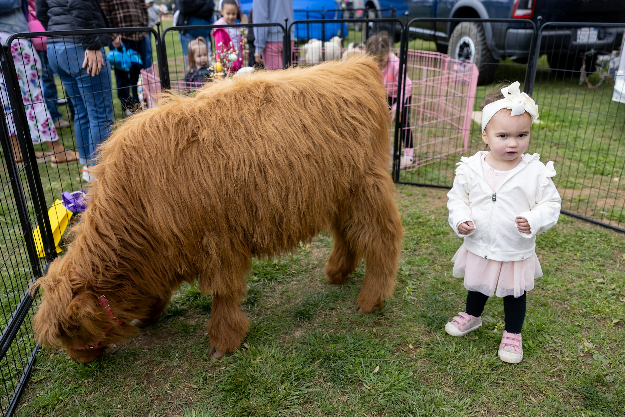 A toddler in a white jacket stands near a fluffy brown calf in a fenced area, with a crowd and vehicles in the background.