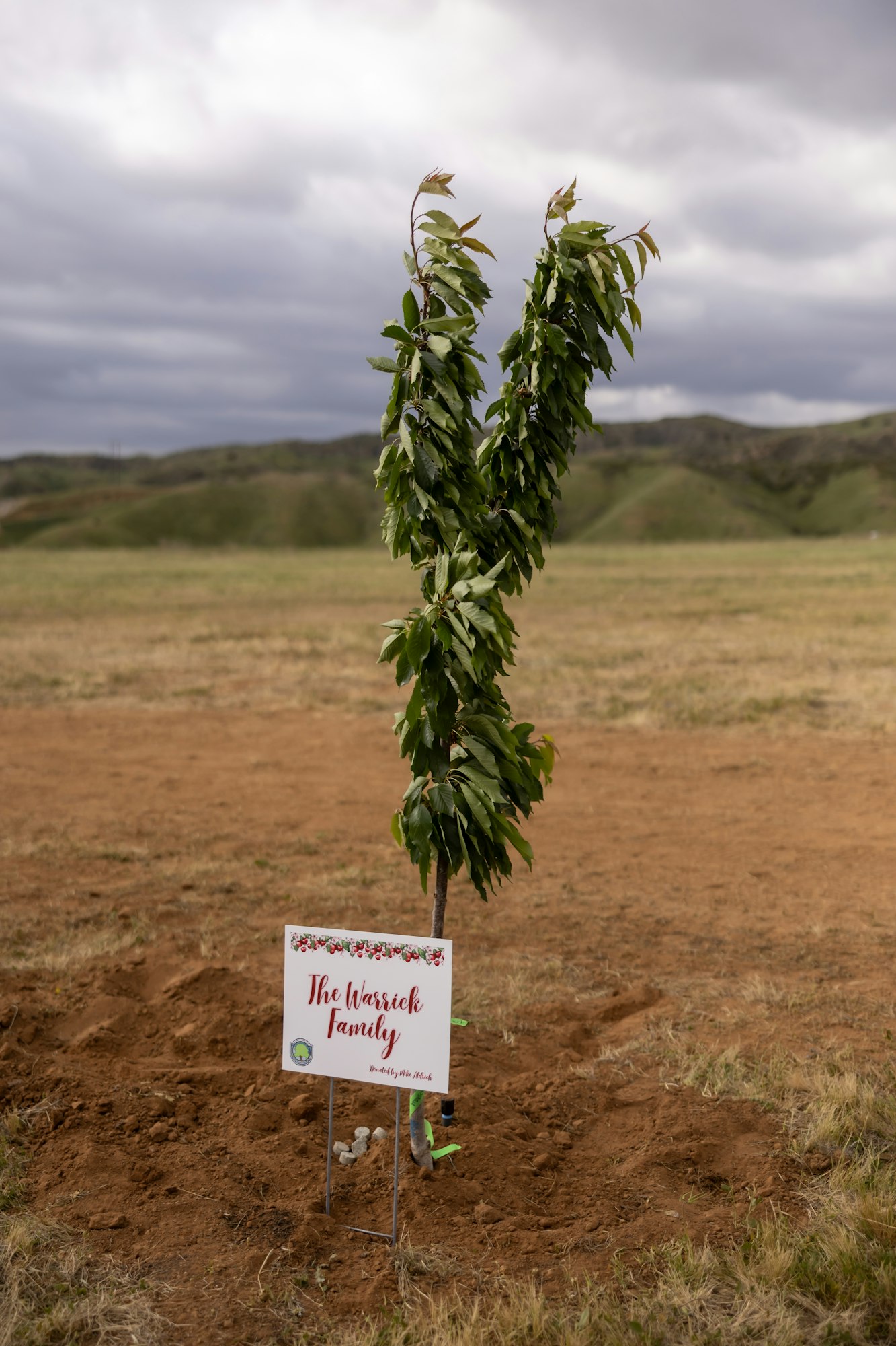 A small tree in a field with a sign reading "The Warrick Family" in front of it.