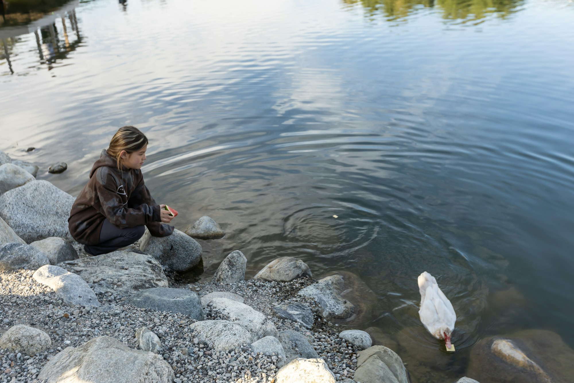 A person crouches by a rocky shoreline, feeding a white duck in a calm body of water.