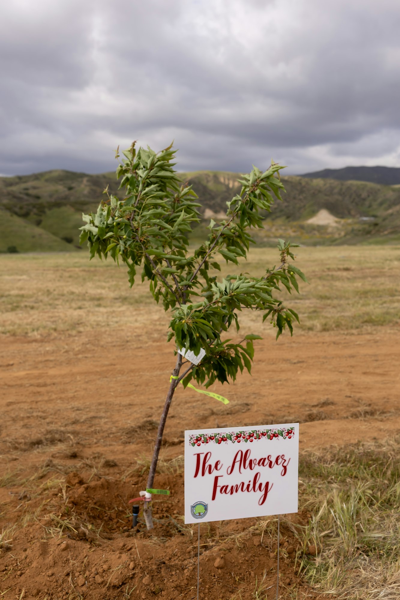 A young tree with a sign reading "The Alvarez Family" in a hilly landscape under cloudy skies.