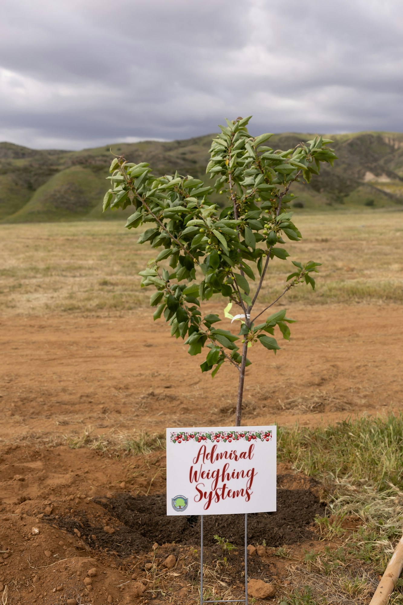 Young tree planted in a field with a sign saying "Admiral Weighing Systems" in front.