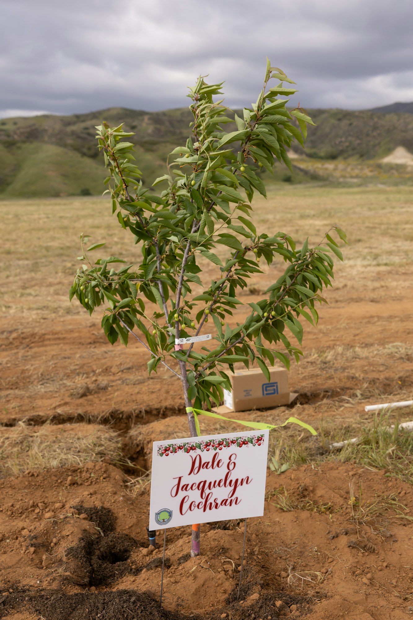 May contain: soil, plant, field, nature, outdoors, food, fruit, produce, and box