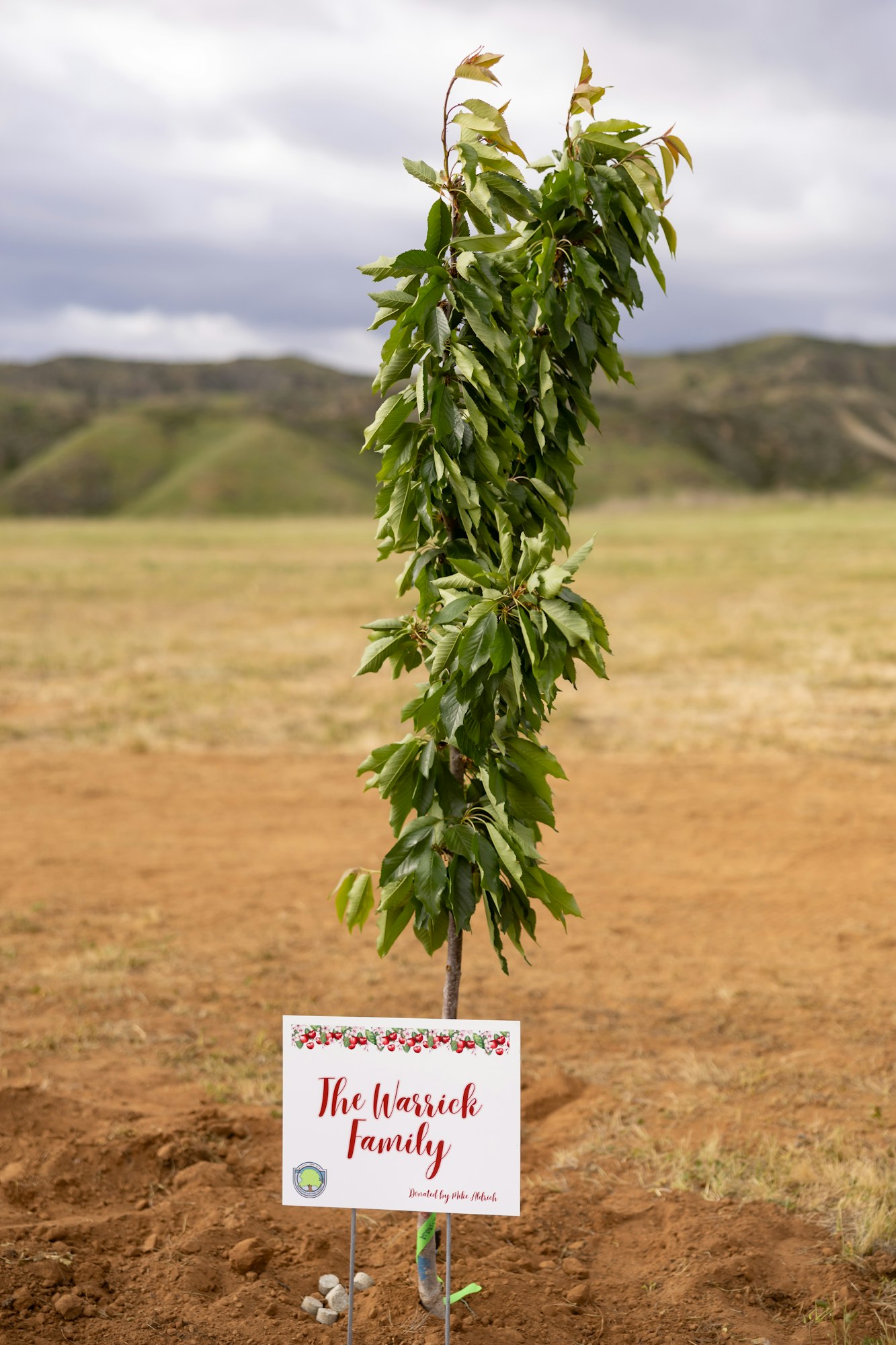 A young tree with a sign reading "The Warrick Family" in an open field.