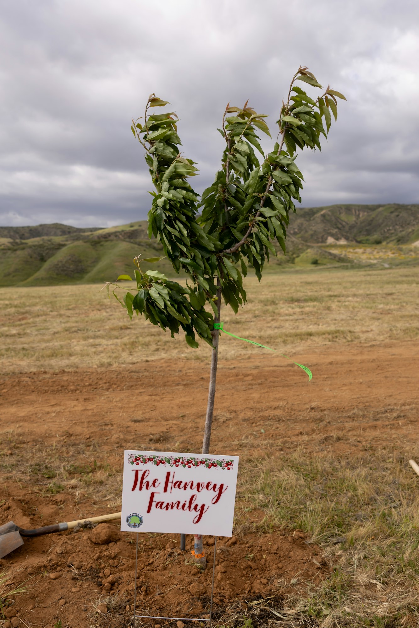 A young tree planted in a field with a sign reading "The Harvey Family" in front of it.