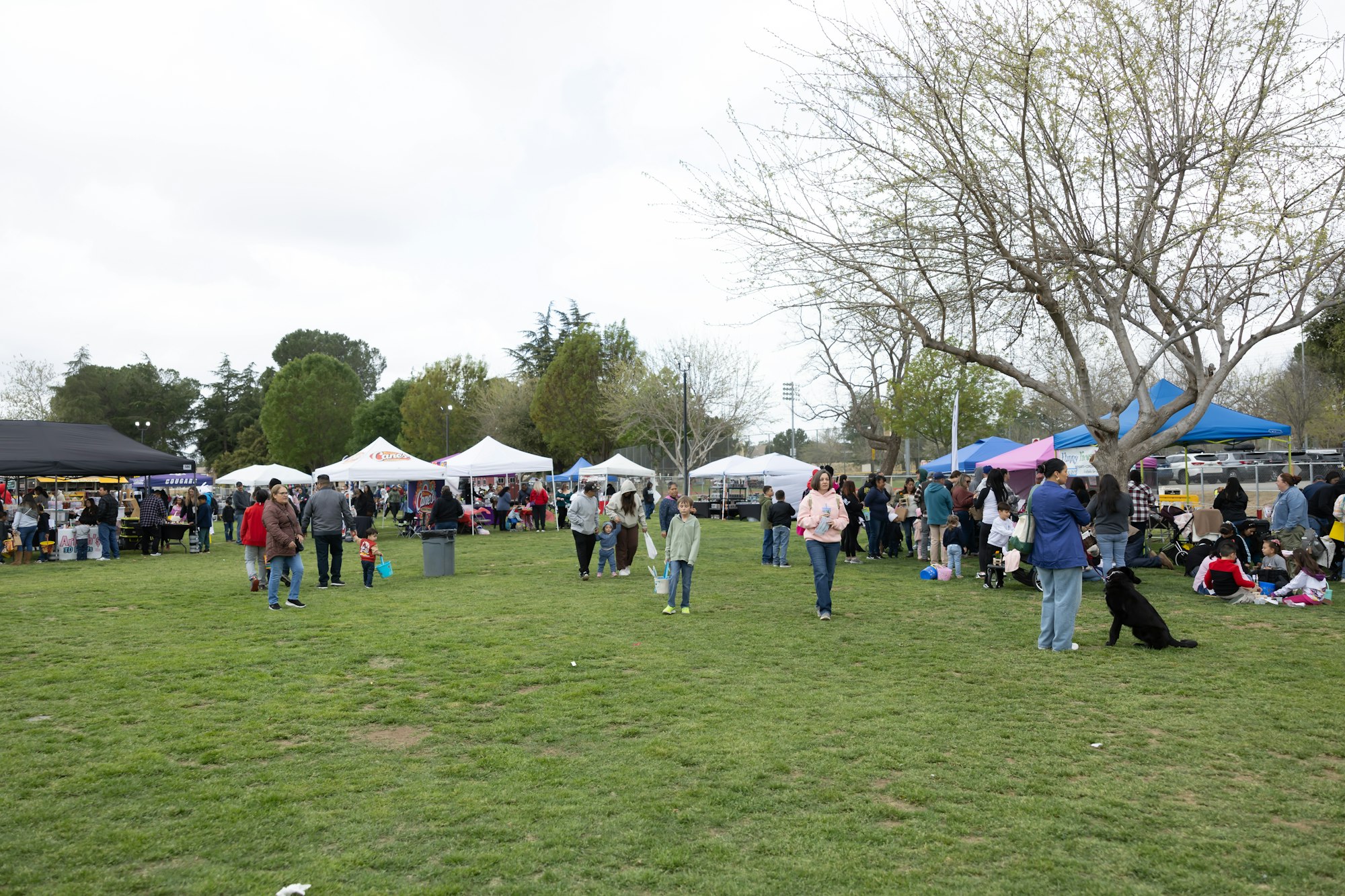 People at an outdoor event with tents, mingling and enjoying a grassy park setting.