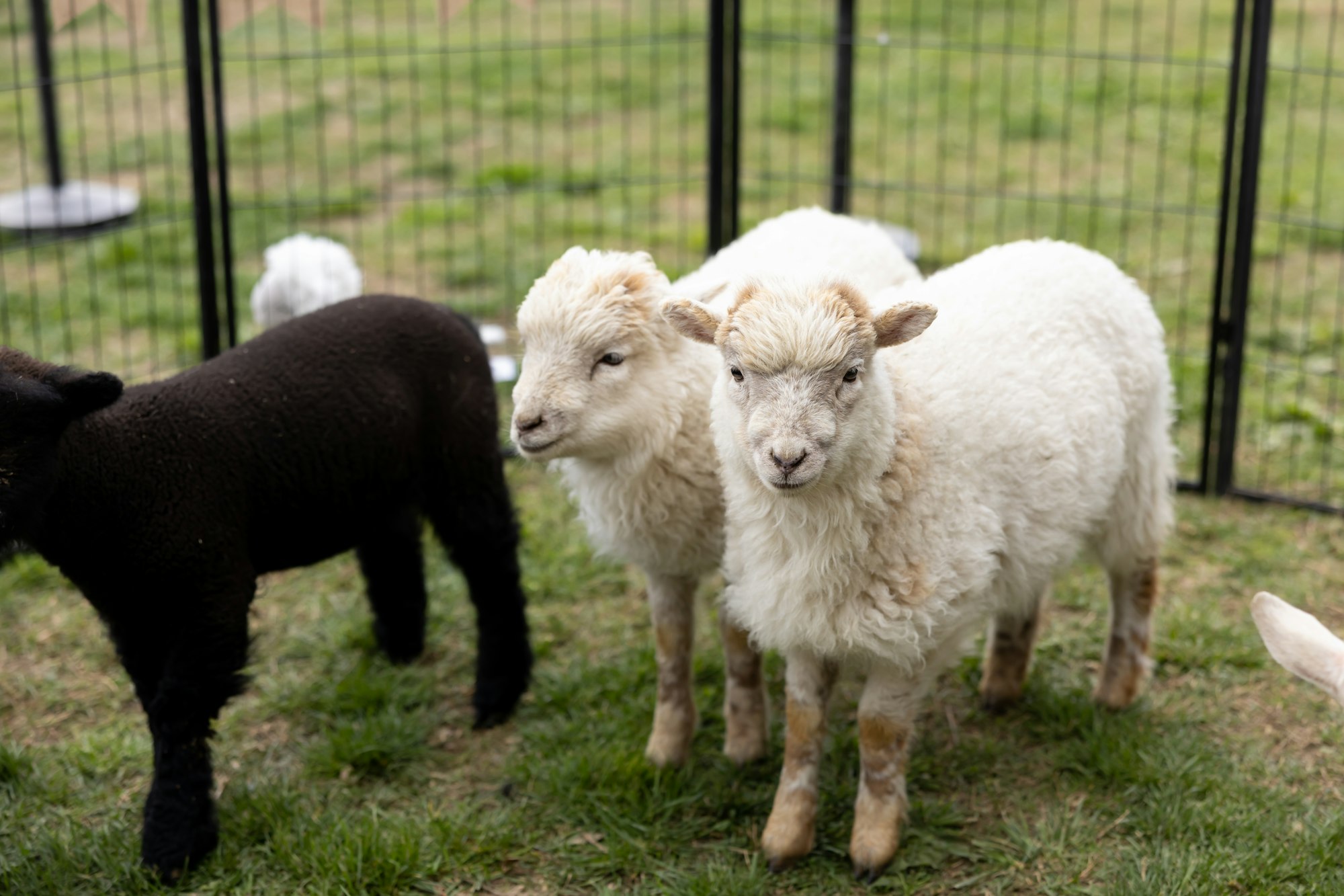 Three lambs, two white and one black, standing on grass inside a fenced area.