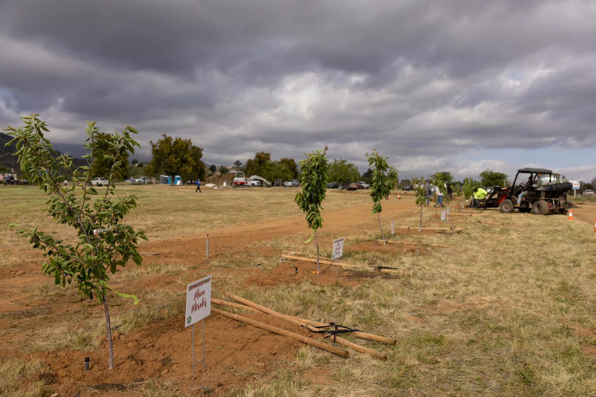 Young trees planted in a row on a grassy field, with signs and a tractor nearby under a cloudy sky.