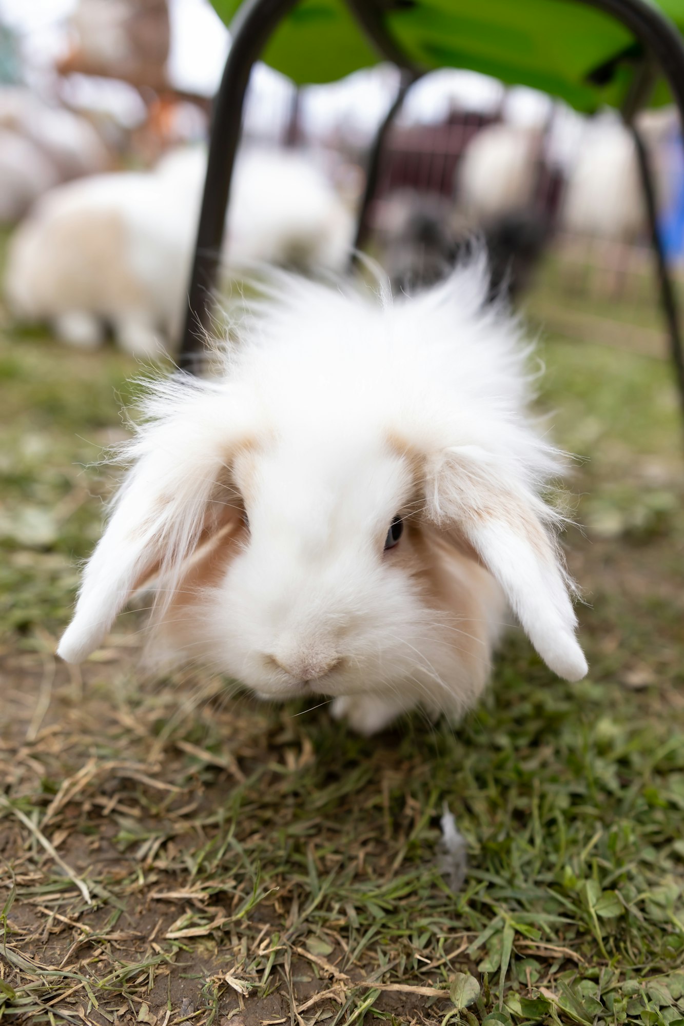 A fluffy white rabbit standing on grass under a chair, with blurred rabbits in the background.