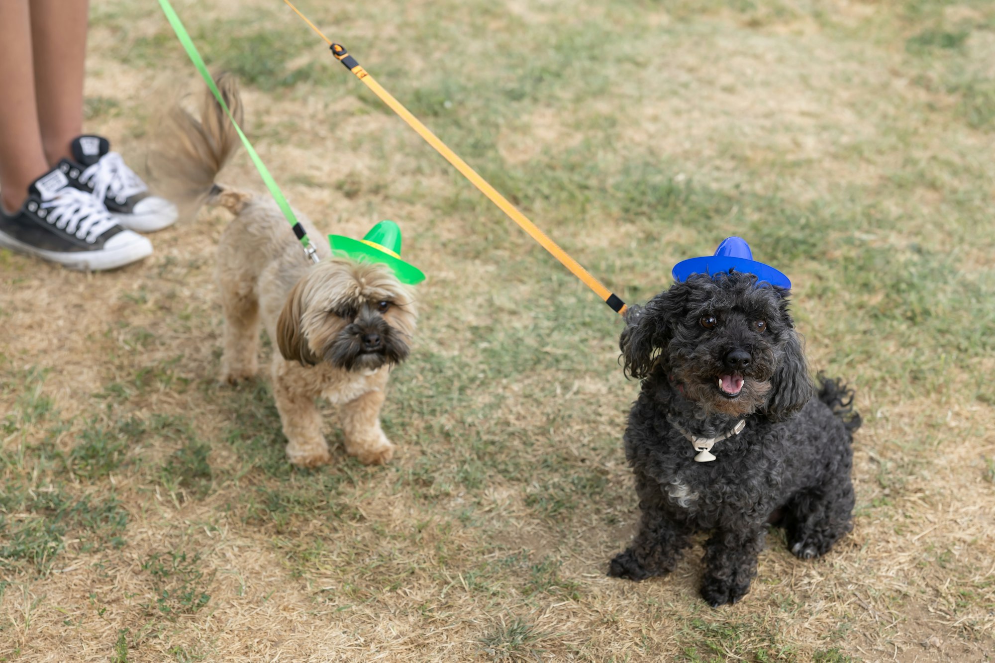 Two small dogs wearing colorful hats on leashes; one black, one brown.