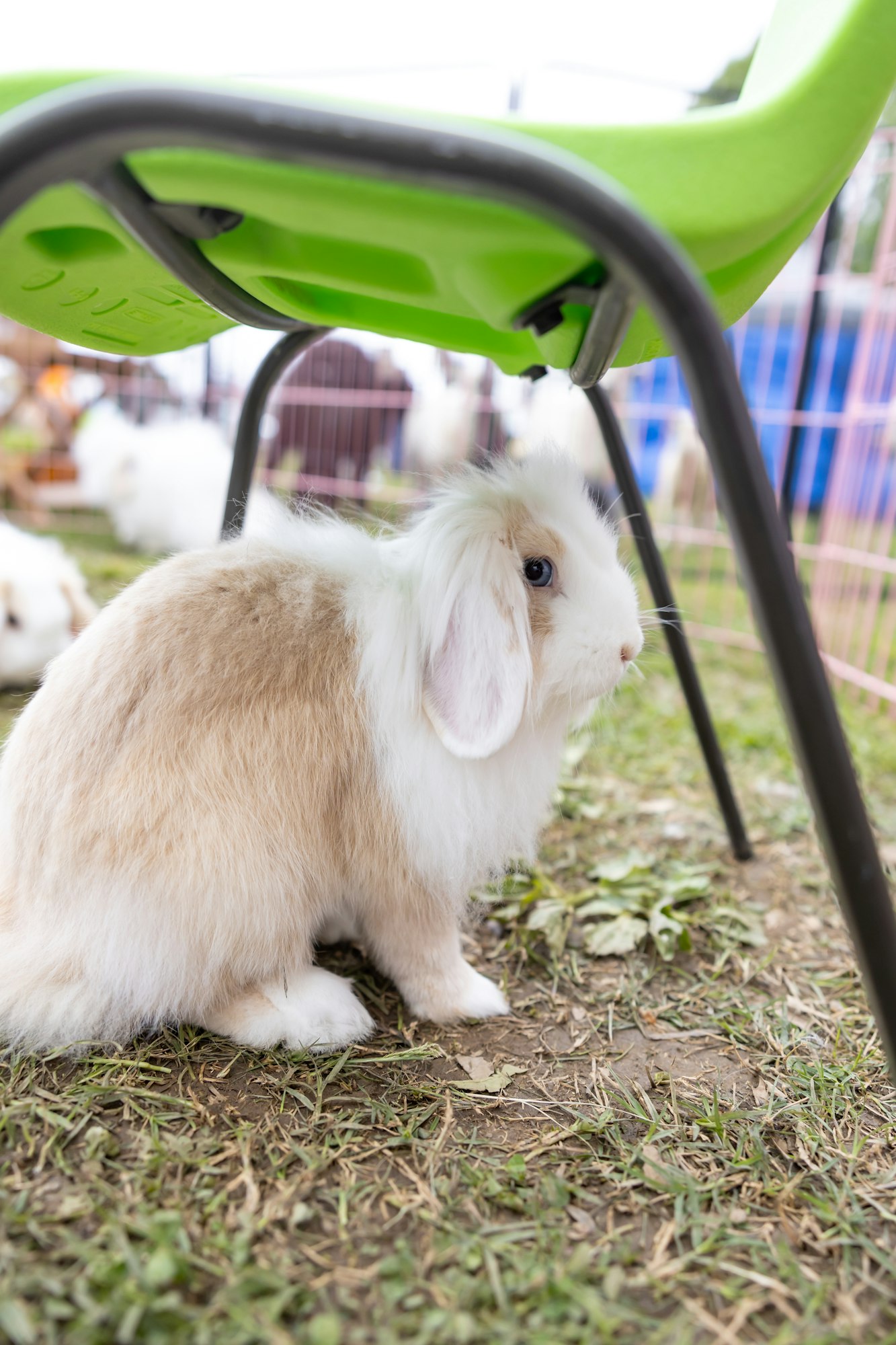 A fluffy rabbit sits under a green chair on grass, with pink fencing visible in the background.