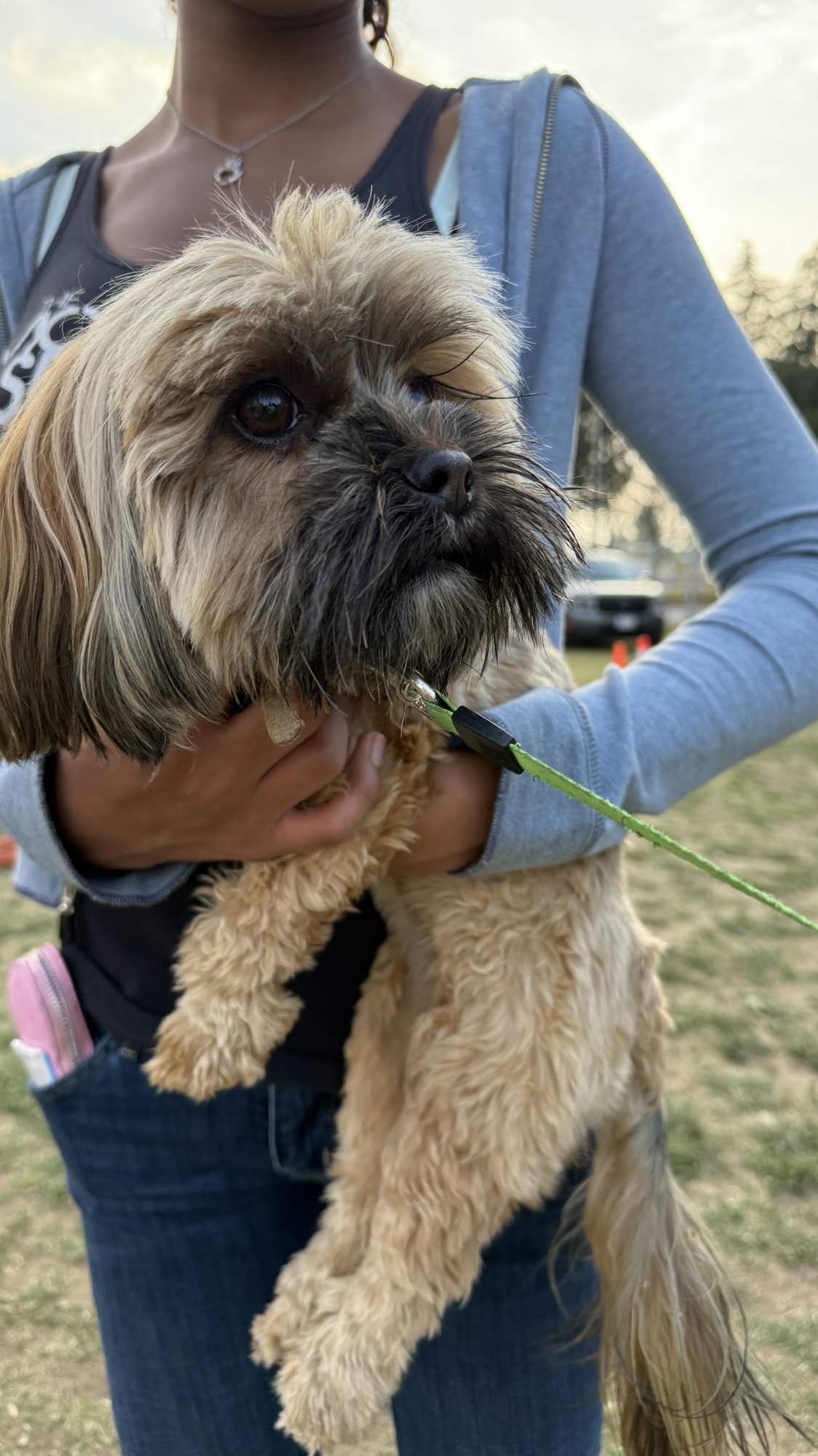 A person is holding a small fluffy dog with a green leash outside.